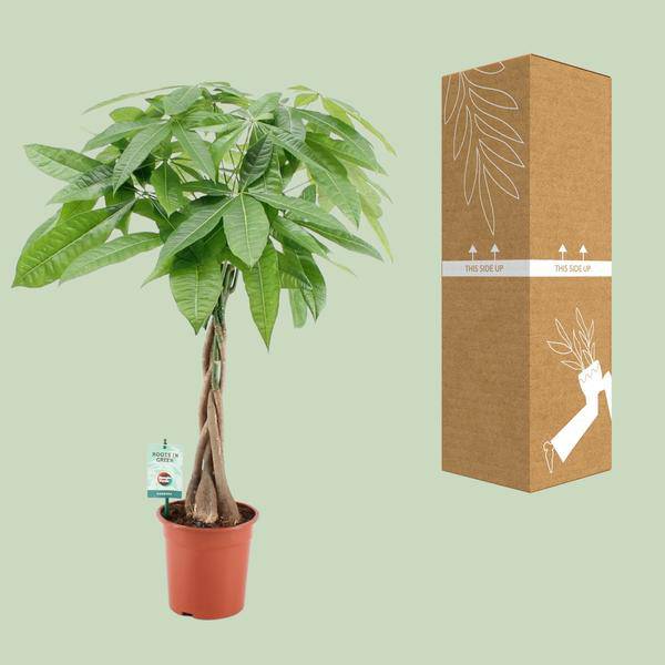 Glückskastanie Pachira Aquatica – Zimmerpflanze – Ø19cm – ↕80cm – Pflegeleicht & Glücksbringer – Für helle bis halbschattige Standorte