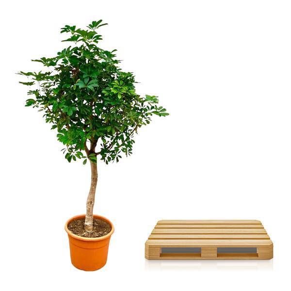 Strahlenaralie – Schefflera auf Stiel – Zimmerpflanze 210cm – Ø45cm – Immergrüne XXL-Grünpflanze mit handförmigen Blättern – Tropische Kübelpflanze für Wohnzimmer & Büro – Pflegeleicht