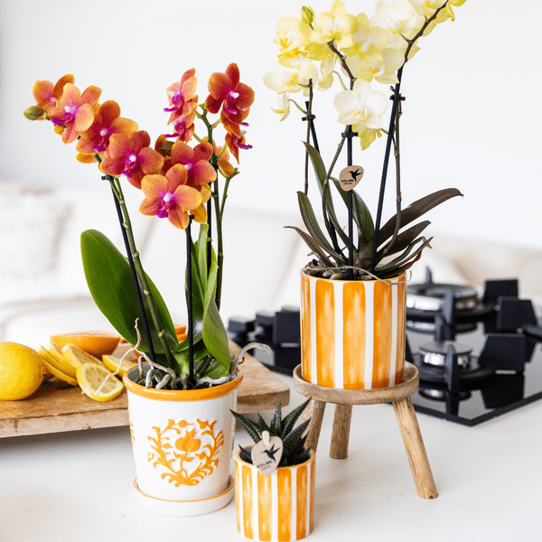 Malaga Blumentopf Orange Ø9cm – Dekorativer Keramiktopf in sommerlichem Design – Pflanzentopf für Zimmerpflanzen & Kräuter – Stilvolle Blumendeko für Wohnzimmer, Küche & Büro