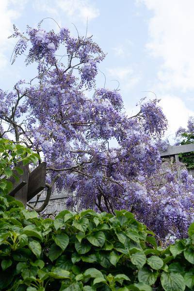Chinesischer Blauregen - Wisteria sinensis 'Prolific' Glyzinie - Ø15cm - ↕65cm