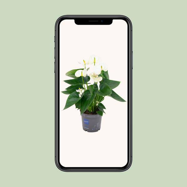 Flamingoblume - Anthurium Weiß - Zimmerpflanze - Ø12cm - ↕43cm