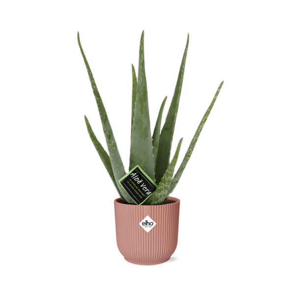 Echte Aloe - Aloe Vera - Zimmerpflanze - 12cm + Topf Vibes Falten 14cm Rosa