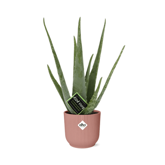 Echte Aloe - Aloe Vera - Zimmerpflanze - 12cm + Topf Vibes Falten 14cm Rosa