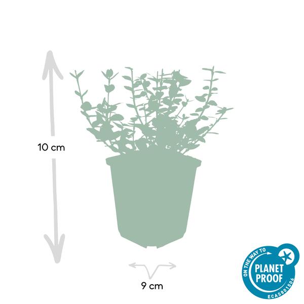 Kletter-Spindelstrauch - Euonymus 'Emerald 'n Gaity' - ↕10-25cm - Ø9cm - 20 Stück