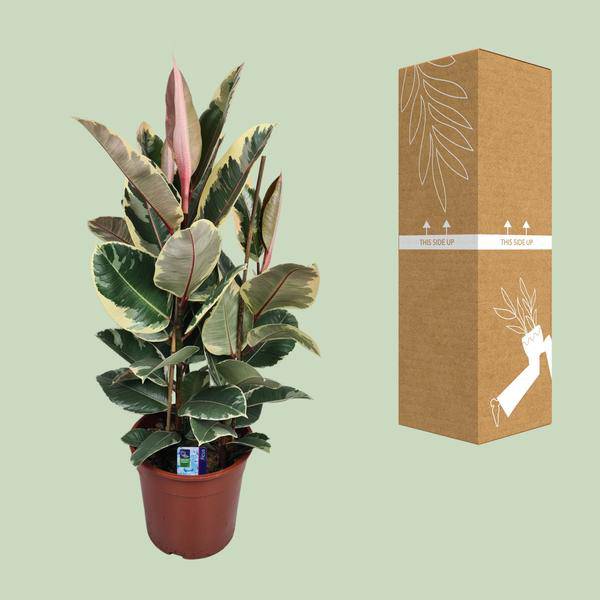 Gummibaum - Ficus Elastica Tineke - Zimmerpflanze - Ø27cm - ↕85cm
