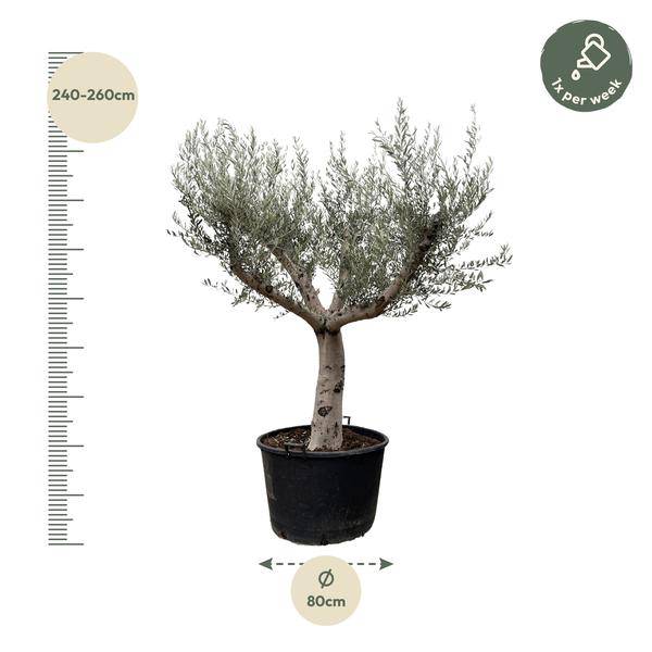 Olivenbaum - Olea Europaea Cultivo - 250cm - Ø80cm