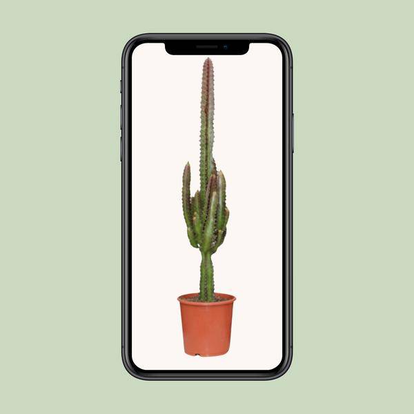 Dreikantige Wolfsmilch - Euphorbia Trigona Rubra - Zimmerpflanze - Ø17cm - ↕70cm