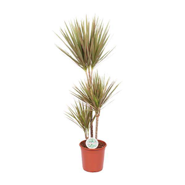 Drachenbaum - Dracaena Bicolor - Zimmerpflanze - Ø24cm - ↕115cm