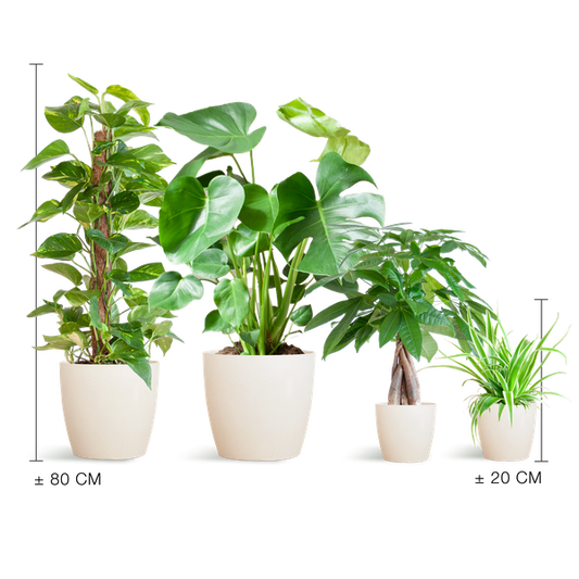 Pflegeleichtes Pflanzset – Easy Plant Box – 4 Zimmerpflanzen inkl. Viber Weiß Topf – Biokunststoff – Ø12-21 cm – Geringer Pflegeaufwand – Für Wohnzimmer & Büro
