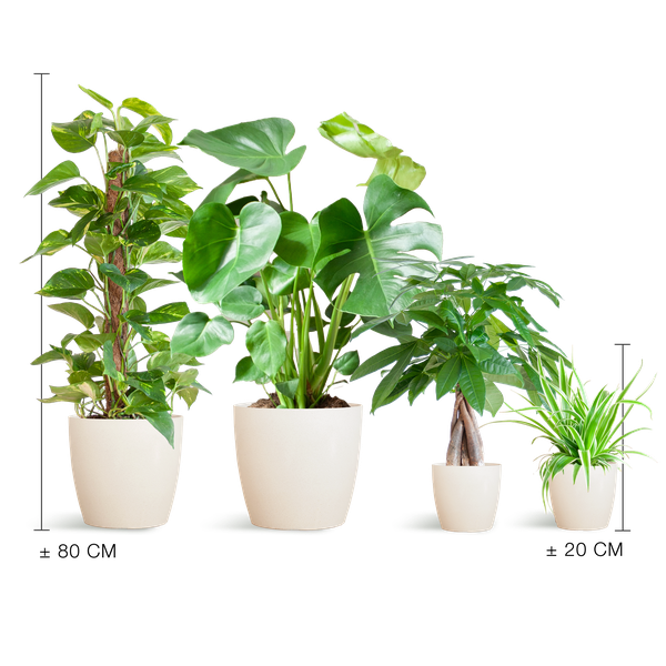 Pflegeleichtes Pflanzset – Easy Plant Box – 4 Zimmerpflanzen inkl. Viber Weiß Topf – Biokunststoff – Ø12-21 cm – Geringer Pflegeaufwand – Für Wohnzimmer & Büro