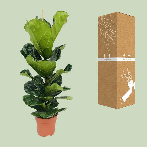 Ficus lyrata – Geigen-Feige – Ø21cm x H100cm – Großblättrige Zimmerpflanze – Luftreinigend & dekorativ – Pflegeleicht – Im Pflanztopf – Direkt aus der Gärtnerei