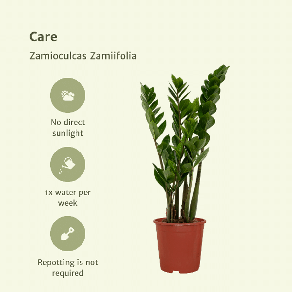 Glücksfeder - Zamioculcas Zamiifolia - Smaragdpalme - 50cm - ø14cm - 2 Stück