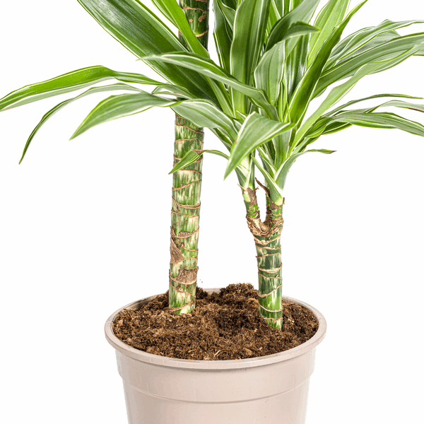 Dracaena Deremensis Weiß gestreift Ø19cm - ↕70 - 90cm