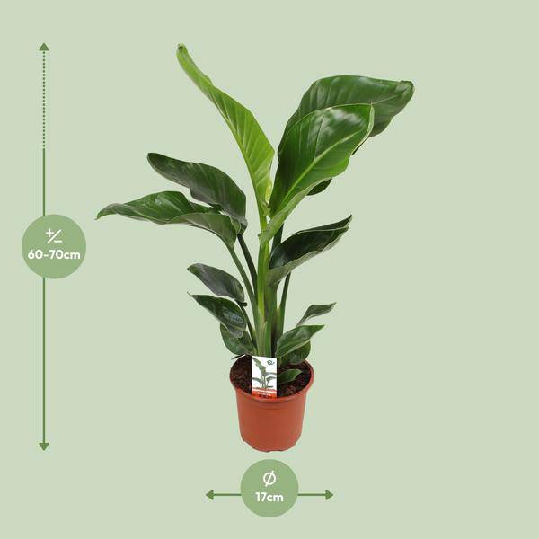Baum-Strelitzie – Strelitzia Nicolai – Paradiesvogelblume – Ø17cm ↕70cm – tropische Zimmerpflanze mit exotischem Blattschmuck