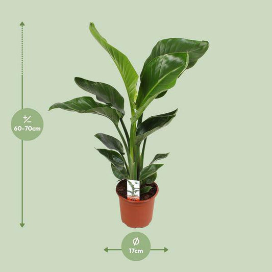 Baum-Strelitzie – Strelitzia Nicolai – Paradiesvogelblume – Ø17cm ↕70cm – tropische Zimmerpflanze mit exotischem Blattschmuck