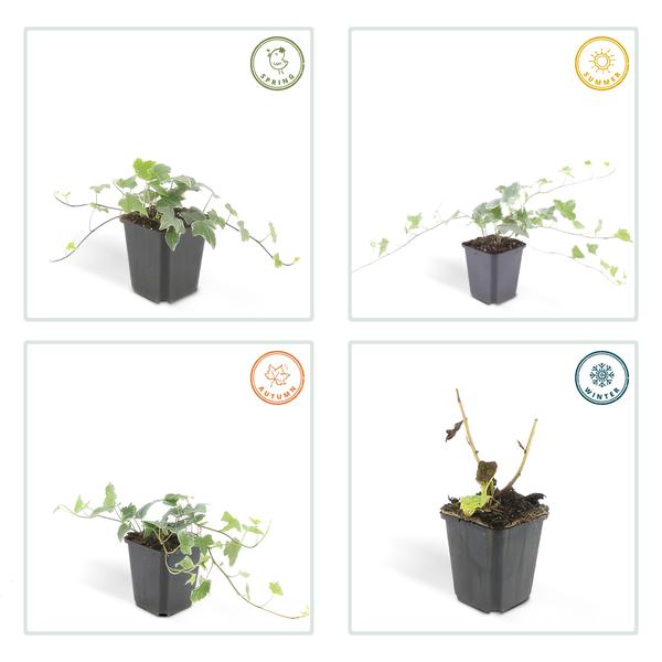 Weißgrüner Efeu Hedera helix 'Glacier' – ↕10-25cm – Ø9cm – 60 Pflanzen – Winterhart – Bodendecker & Kletterpflanze – Sonne & Schatten – Pflegeleicht
