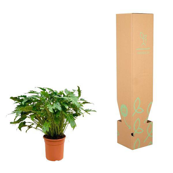 Baumfreund - Philodendron Xanadu - Zimmerpflanze - 80cm - Ø27cm