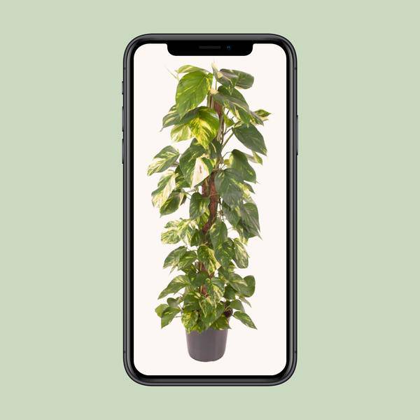 Efeutute - Epipremnum Pinnatum - Zimmerpflanze - Ø24cm - ↕120cm