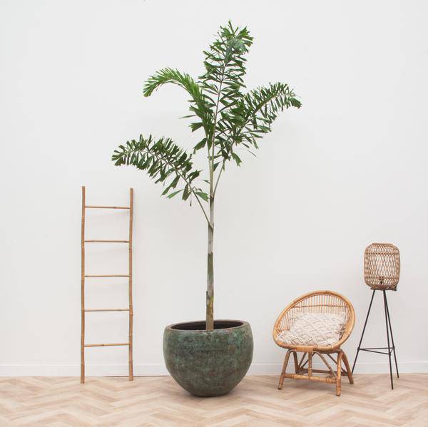 Wodyetia Bifurcata - Fuchsschwanzpalme - 240cm - ø50cm