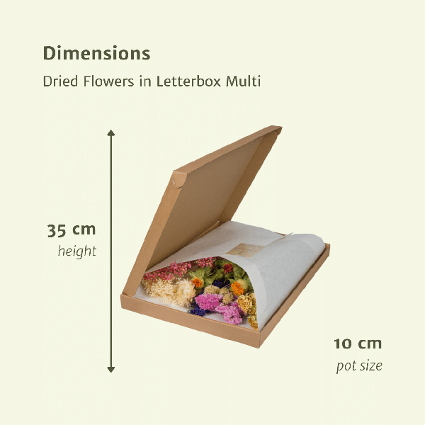 Trockenblumen im Briefkasten - Multi - Oasis of Life