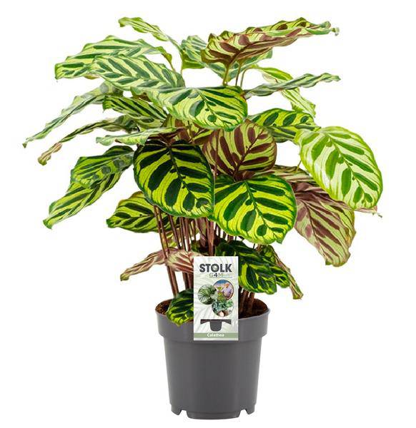 Calathea Makoyana – Pfauen-Korbmarante – Zimmerpflanze ↕45cm – Ø14cm – Tropische Pflanze mit auffälligem Blattmuster – Exotische Grünpflanze für Wohnzimmer & Büro