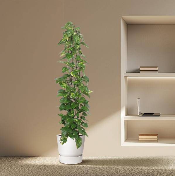 Efeutute – Epipremnum Aureum – Zimmerpflanze – 160 cm hoch – Ø27 cm Topf – Mit Rankgitter – Pflegeleicht & luftreinigend – Grün mit gelben Akzenten – Für Wohnzimmer & Büro
