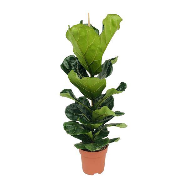 Ficus lyrata – Geigen-Feige – Ø21cm x H100cm – Großblättrige Zimmerpflanze – Luftreinigend & dekorativ – Pflegeleicht – Im Pflanztopf – Direkt aus der Gärtnerei