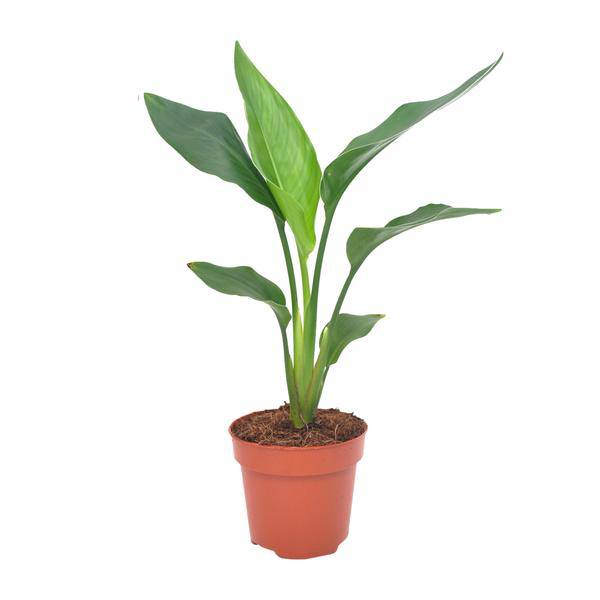 Paradiesvogelblume - Strelitzia Reginea - Zimmerpflanze - Ø12cm - ↕40cm