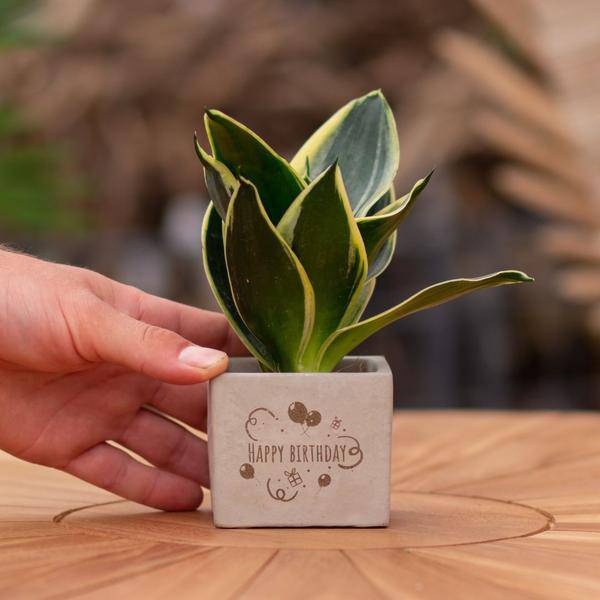 Geschenk Pflanze Sansevieria – Happy Birthday Botschaft – Zimmerpflanze im Design Blumentopf – Persönliches Geburtstagsgeschenk statt Blumenstrauß – Luftreinigend & pflegeleicht