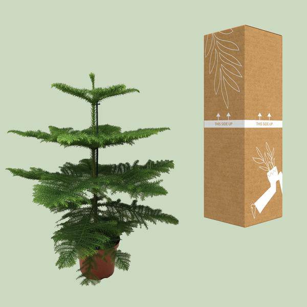 Norfolk-Araukarie (Araucaria Heterophylla) – Zimmerpflanze Ø21cm – 70cm hoch – Luftreinigend, pflegeleicht & dekorativ – Schlankes Design für kleine Räume