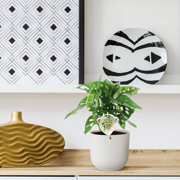Monstera obliqua Monkey Leaf – Fensterblatt – Kletterpflanze und Zimmerpflanze mit dekorativen Blättern – Ø12cm – ↕25cm