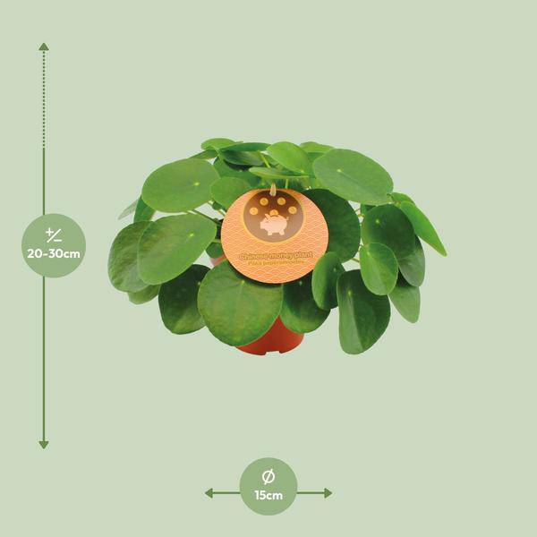 Chinesischer Geldbaum - Pilea Peperomioides - Zimmerpflanze - Ø15cm - ↕30cm