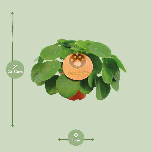 Chinesischer Geldbaum - Pilea Peperomioides - Zimmerpflanze - Ø15cm - ↕30cm