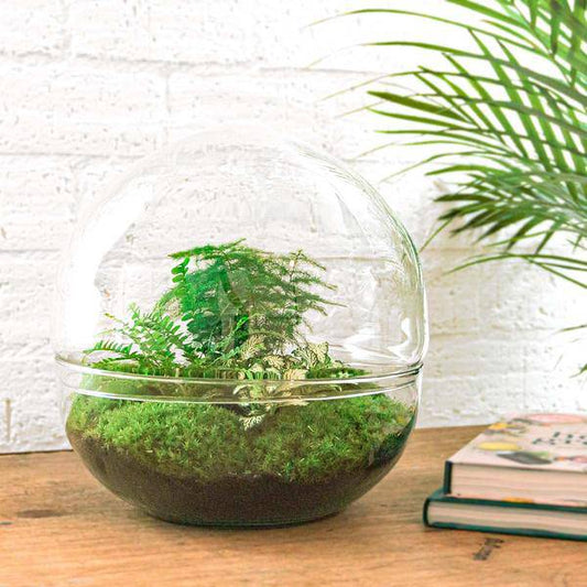 Flaschengarten DIY Bausatz – Terrarium Kuppel XL – Ø30cm – Autarkes Mini-Ökosystem – Komplett-Set mit Pflanzen, Moos & Schritt-für-Schritt-Anleitung – Nachhaltiges Geschenk