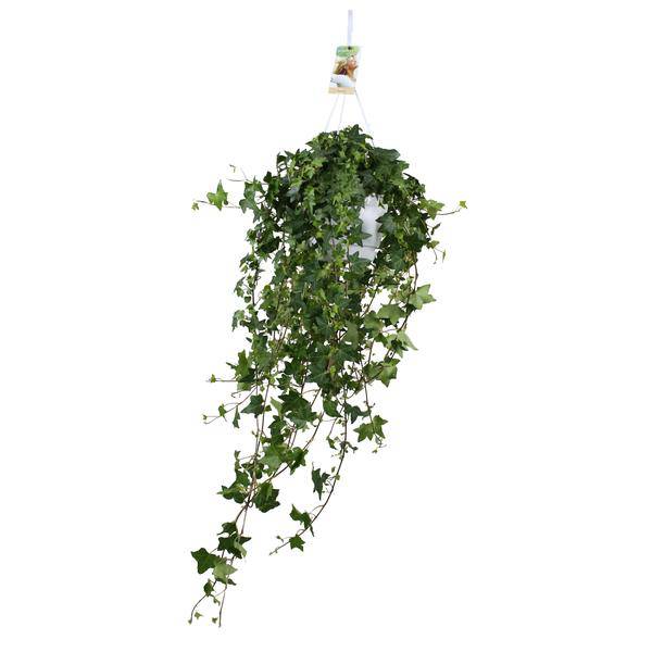 Hedera Helix Pitsburg – Efeu Hängepflanze – Zimmerpflanze – Ø17cm – ca. 45cm hoch – pflegeleichte Grünpflanze für Zuhause und Büro