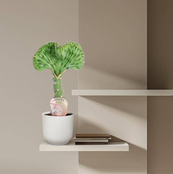 Euphorbia lactea Cristata Grün – Korallen-Wolfsmilch – Zimmerpflanze – Höhe ca. 35cm – ø12cm – Exotische Sukkulente in Korallenform – Pflegeleicht & dekorativ für sonnige Standorte