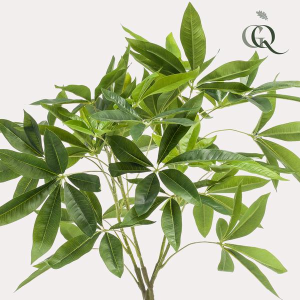Geldbaum Pachira Aquatica – Künstliche Zimmerpflanze – ↕90 cm – Realistischer Doppelstamm & große glänzende Blätter – Pflegefrei