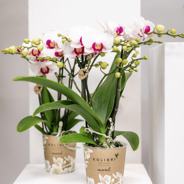 Weiße Phalaenopsis-Orchidee ‘Mineral Gibraltar’ – Blühende Zimmerpflanze – Ø9 cm-Topf – Elegante & langlebige Blüten – Orchidee für Fensterbank & Wohnraum