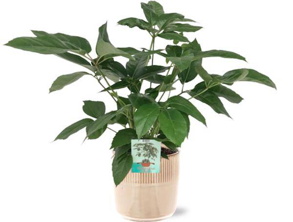 Schefflera Actinophylla Smaragdgrün - Strahlenaralie - Zimmerpflanze - Ø19cm - ↕75cm + Terni Topf Rosa Ø20x20cm