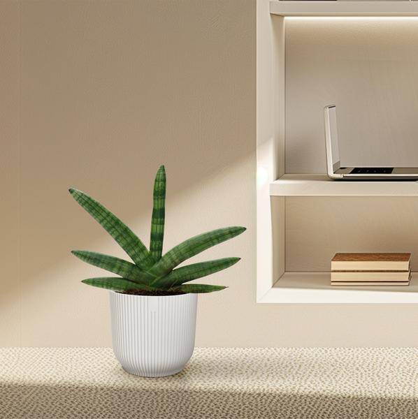 Sansevieria Skyline – Bogenhanf – Zimmerpflanze – Höhe ca. 25cm – ø10,5cm – Pflegeleichte Grünpflanze für Innenräume – Luftreinigende Pflanze für Wohnzimmer, Büro & Schlafzimmer