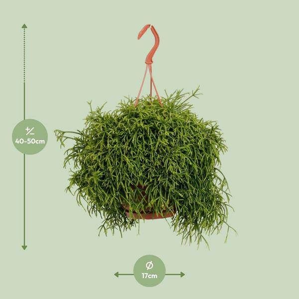 Korallenkaktus - Rhipsalis Baccifera Oasis - Zimmerpflanze - Ø17cm - ↕45cm