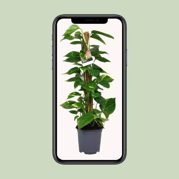 Efeutute - Scindapsus Epipremnum - Zimmerpflanze - Ø19cm - ↕80cm