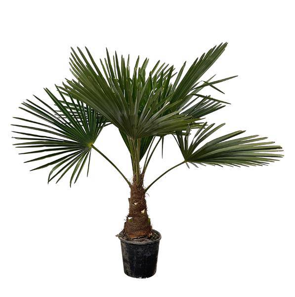 Hanfpalme - Trachycarpus - Zimmerpflanze - 100cm - ø21cm