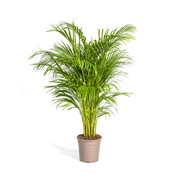 Dypsis Areca Lutescens - Goldfruchtpalme - Zimmerpflanze - Ø24cm - ↕120-140cm