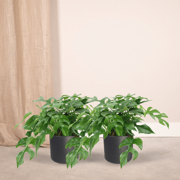 Fensterblatt - Monstera Minima - Zimmerpflanze - Ø15cm - ↕30cm - 2 Stück