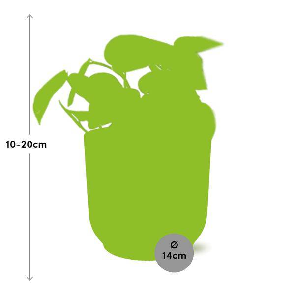 Efeutute - Scindapsus Pictus 'Trebie' - Zimmerpflanze + Topf Vibes Fold 14cm Gelb