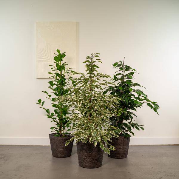 Pflanzenset - Ficus Benjamina Danielle - Ø21cm - ↕95cm + Ficus Benjamina Dämmerung - Ø21cm - ↕95cm + Ficus Microcarpa Moclame - Ø21cm - ↕95cm