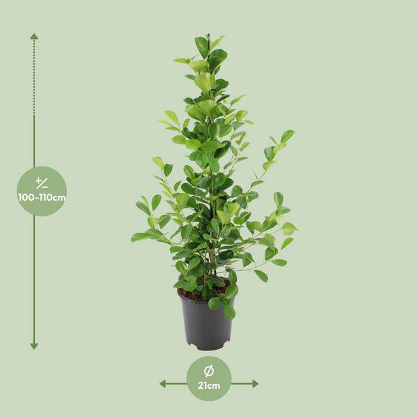Chinesische Feige - Ficus microcarpa Moclame - Zimmerpflanze - Ø21cm - ↕95cm