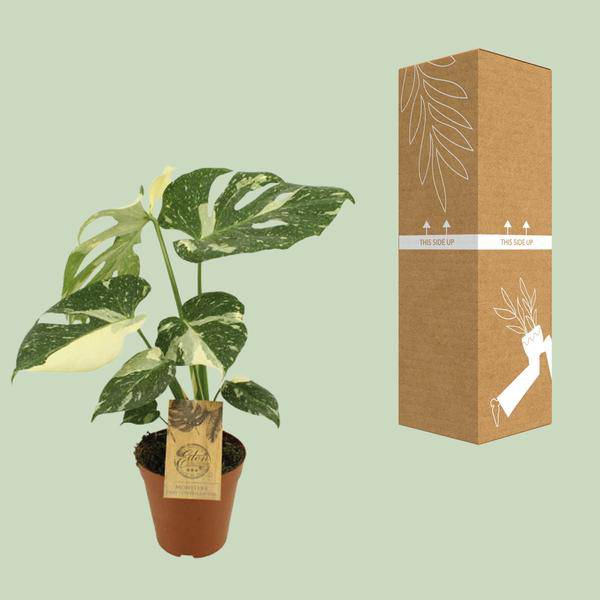 Fensterblatt - Monstera deliciosa 'Thai Constellation' - Zimmerpflanze - Ø15cm - ↕50cm
