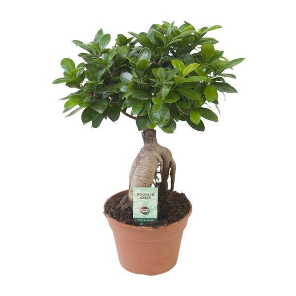 Chinesische Feige - Ficus Ginseng - Zimmerpflanze - Ø17cm - ↕40cm